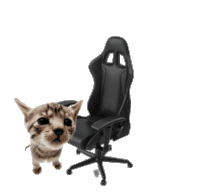 El Gato